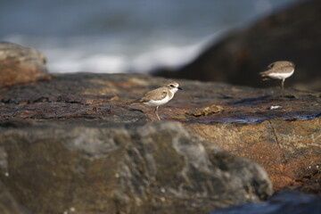 Javan Plover bird on sea coast at morning time. birds in group at beach. beautiful wall mounting of coastal birds in group.