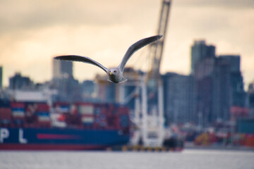 A seagull flying in the port view.  Vancouver BC Canada
