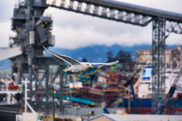 A seagull flying against the port view.  Vancouver BC Canada