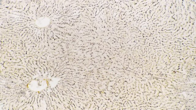 Human cholangiole in section filmed under microscope 100x against white background. Isolated macro view of intrahepatic bile ducts. People anatomy research held in biological lab. Medicine theme