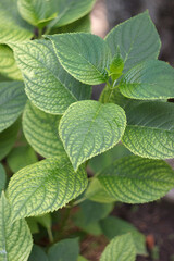 Large-leaved hydrangea in the garden