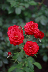 Beautiful red rose bush in the garden after rain