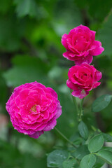 Beautiful pink rose bush in the garden after rain