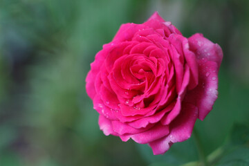 Beautiful pink rose in the garden after rain