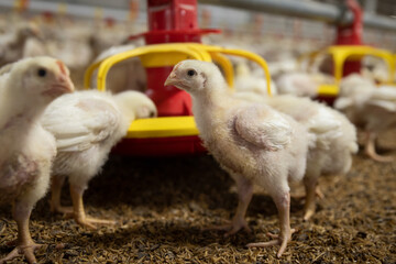 Chicken automatic feeding in close farm, temperature and light control , Thailand.