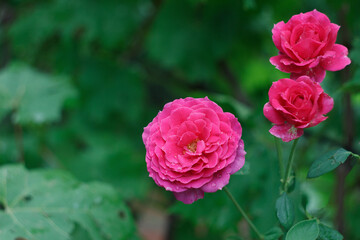 Beautiful pink rose bush in the garden after rain