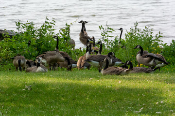 Canada Geese By The River Shoreline In Summer