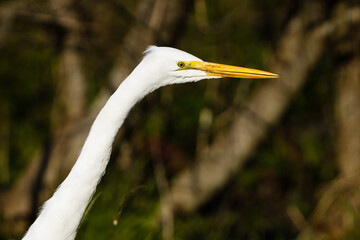 White egret