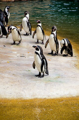 Penguins stand on the shore near the water in the zoo