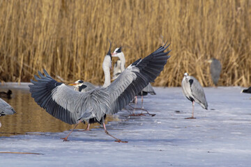 Fototapeta premium geese in flight