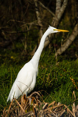 White egret