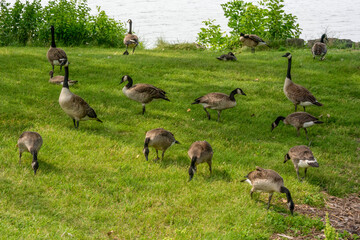 Canada Geese By The River Shoreline In Summer