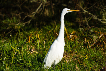 White egret