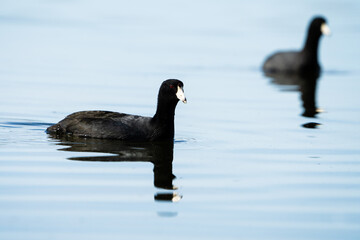 American Coot