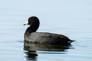 American Coot