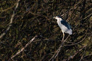 Night Heron