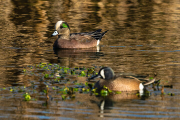 Duck on a lake