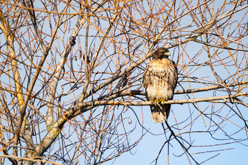 Red Tail Hawk