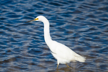 Obraz premium White egret