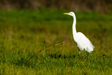 White egret