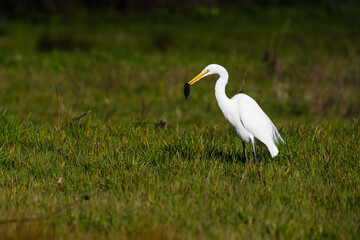 Fototapeta premium White egret eating a mouse