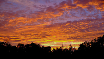 sunset in the forest