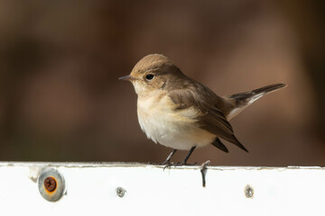 白い看板の上に立つニシオジロビタキ
