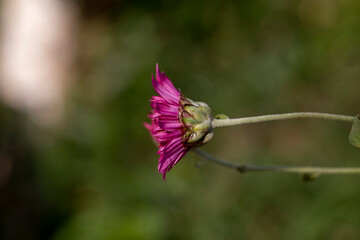 Red Chandramallika Flower And bud photo