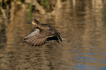 American Duck