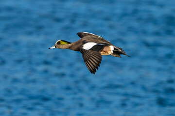 Pato Americano,