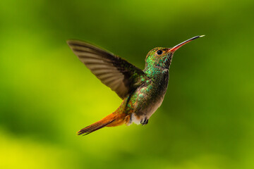 Amazilia Colirrufa, © Diego_Camargo_Photo