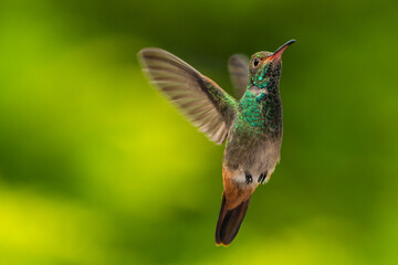 Amazilia Colirrufa, © Diego_Camargo_Photo