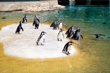 Penguins stand on the shore near the water in the zoo