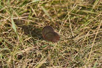 butterfly in the field on the grass