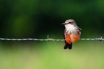 Pyrocephalus Obscurus - Mosquero cardenal