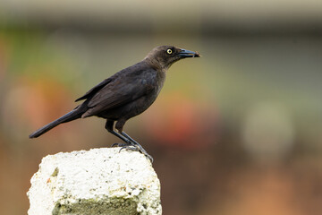 Tordo Negro - Quiscalus Lugubris