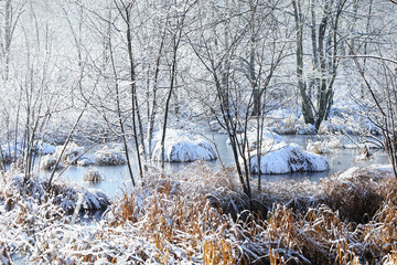 Forest and Meadow Covered Winter Snow