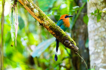 Momoto pico ancho