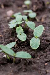 Healthy organic food concept. Seedling of a green plant of a cucumber. Close-up. Organic food