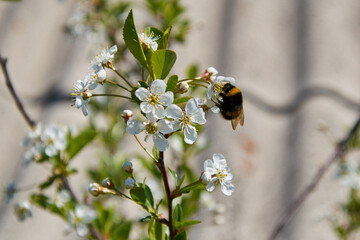 bumblebee pollinates a white flower