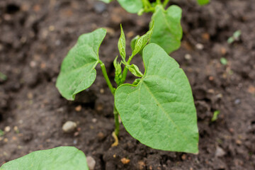 The soil with a small bean sprouts. Organic food. Macro