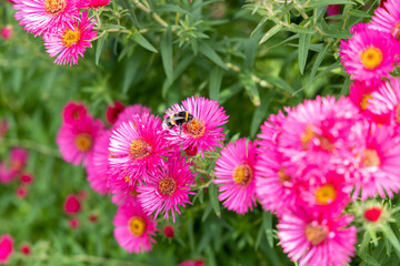 a bumblebee on an flower