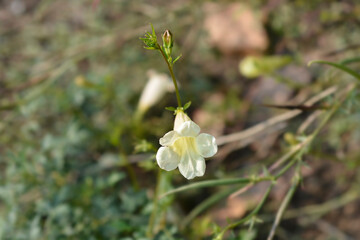 Przewalskis gloxinia flower