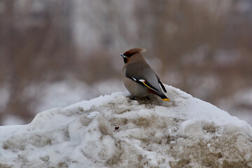 waxwings with a tuft in the snow