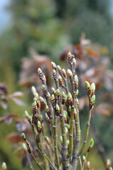 Common hornbeam Monumentalis branches with new leaves
