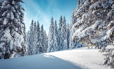 Winter landscape trees in frost. Bright winter morning in Carpathian mountains with snow covered fir trees. Wonderful mountain scenery, Happy New Year celebration concept. Nature landscape. Ukraine
