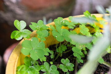 tiny drops of water on the leaves of some clovers inside a masseter