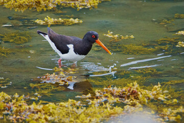 Oyster Catcher at Lifjord, Langoya, Vesteralen Archipelago, Norland County, Norway