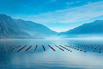 Mussels farm along the Adriatic coast