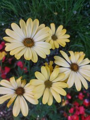 ż&oacute;łte kwiatki w wiosennym ogrodzie